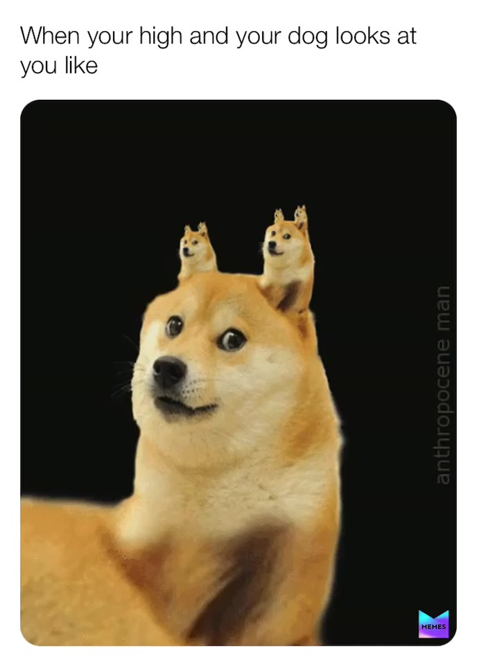 #bestmemes  #dogememe
