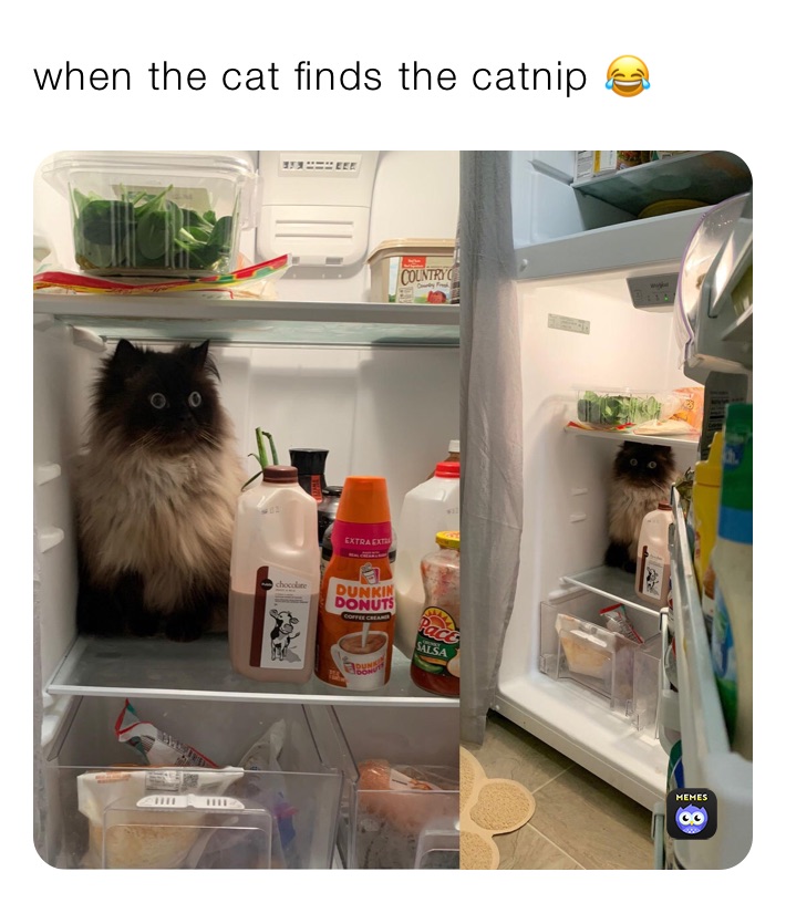 when the cat finds the catnip 😂