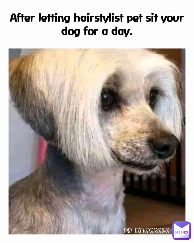 After letting hairstylist pet sit your dog for a day. CK MAMABOLO