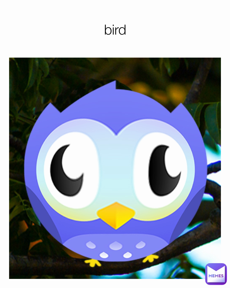 bird