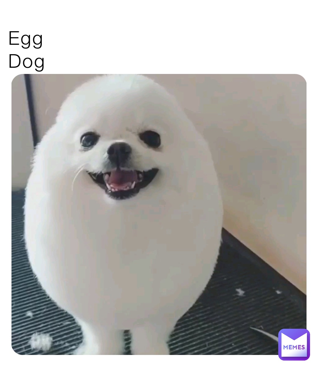 Egg
Dog