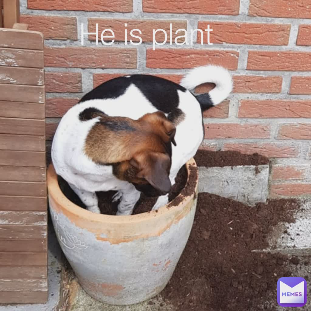 He is plant