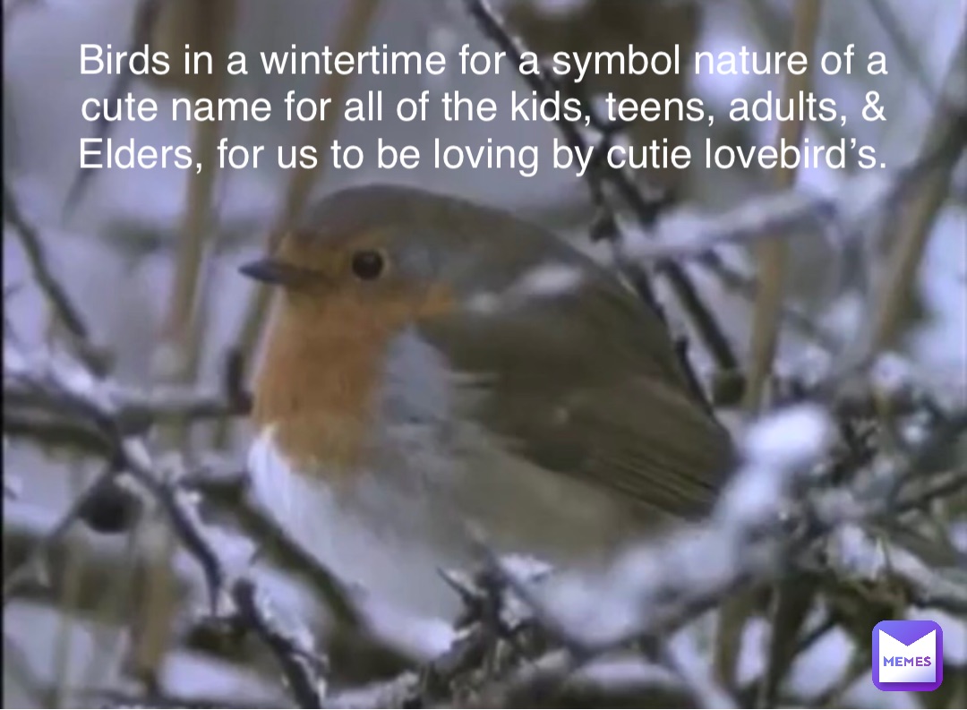 Birds in a wintertime for a symbol nature of a cute name for all of the kids, teens, adults, & Elders, for us to be loving by cutie lovebird’s.