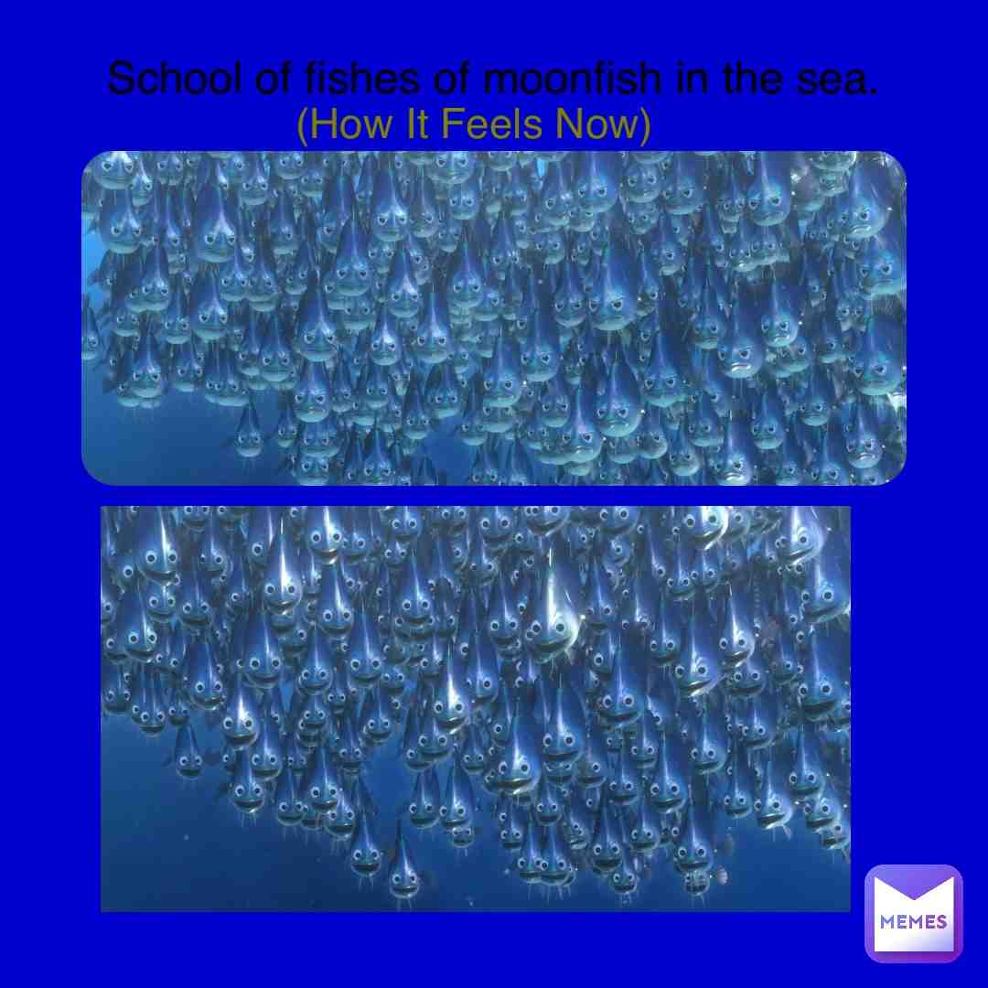 #findingnemo #disneymemes #disney #pixar #screencaps #movies #screencaps #2003 #moonfish #schooloffishes