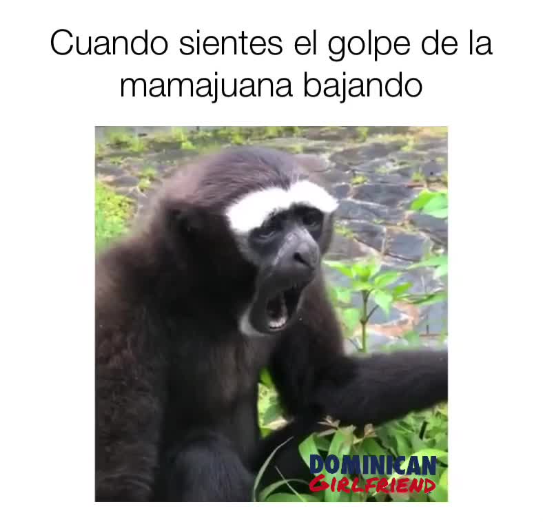 #dominicangirlfriend