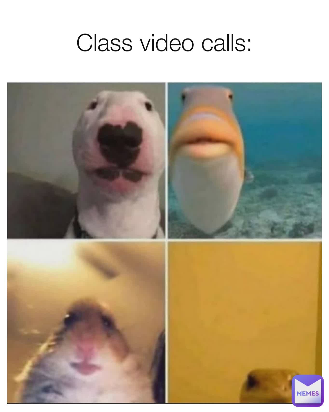 Class video calls:
