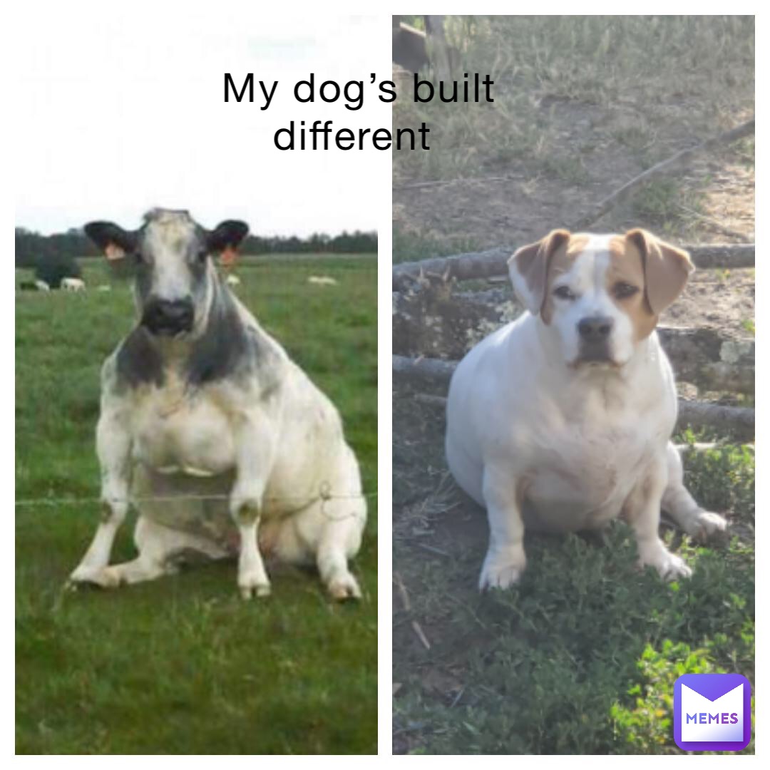 My dog’s built different