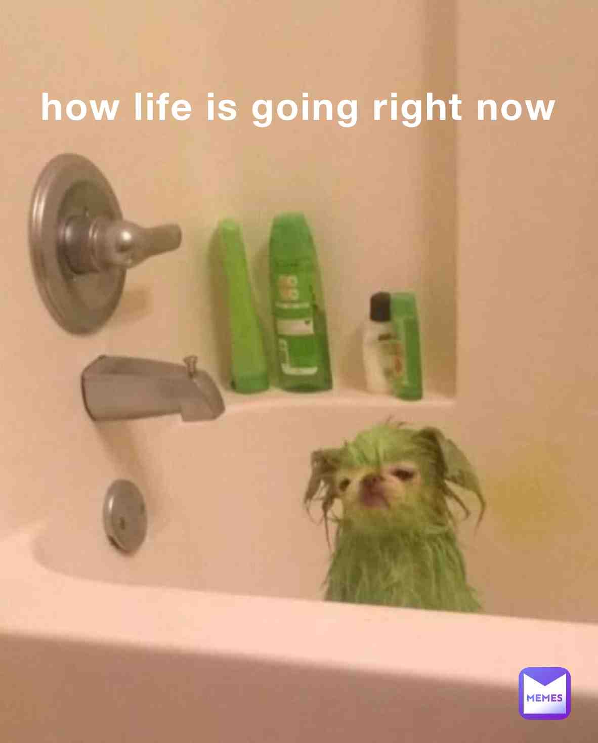 yes #dogmeme #green
