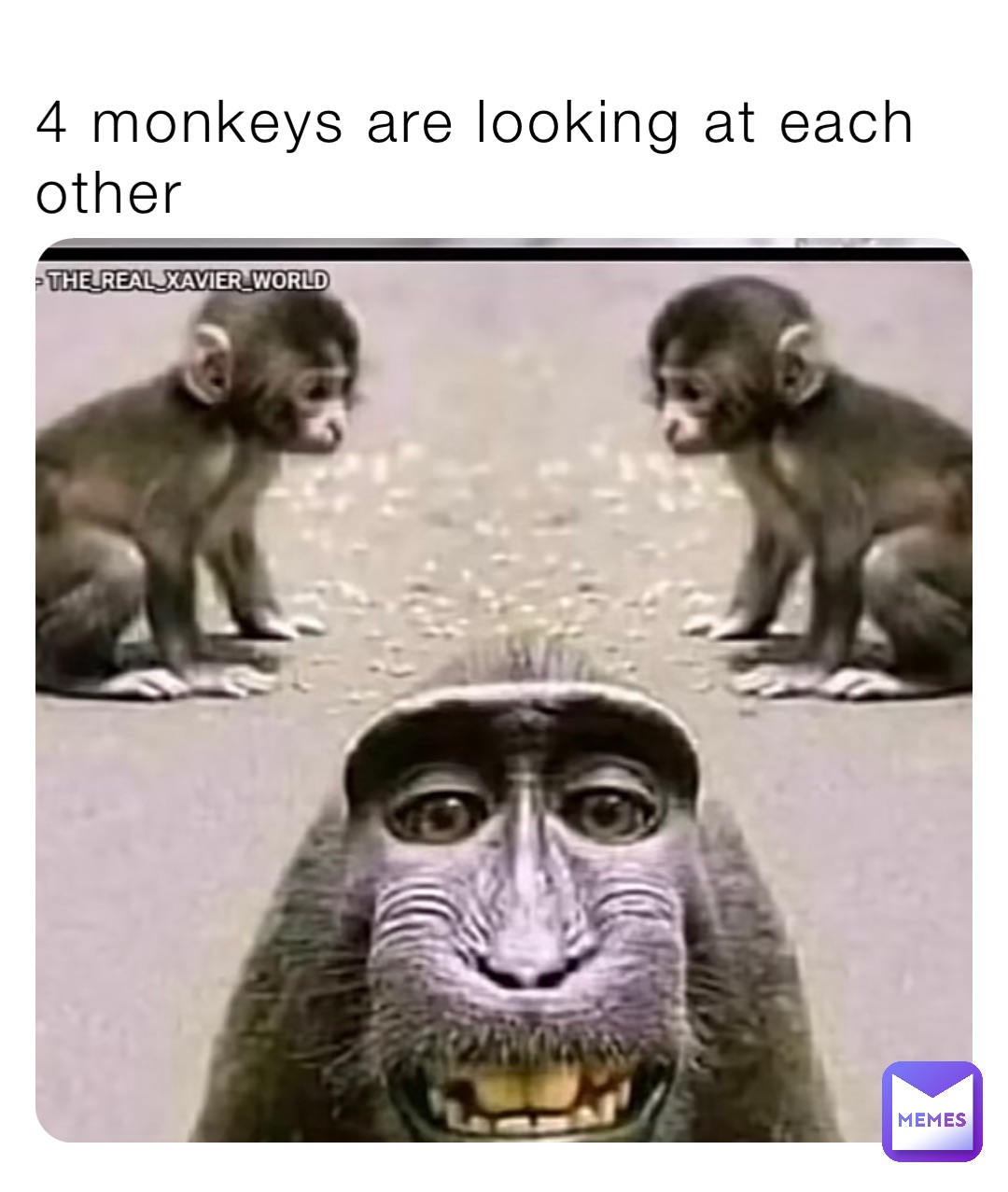 4 monkeys are looking at each other