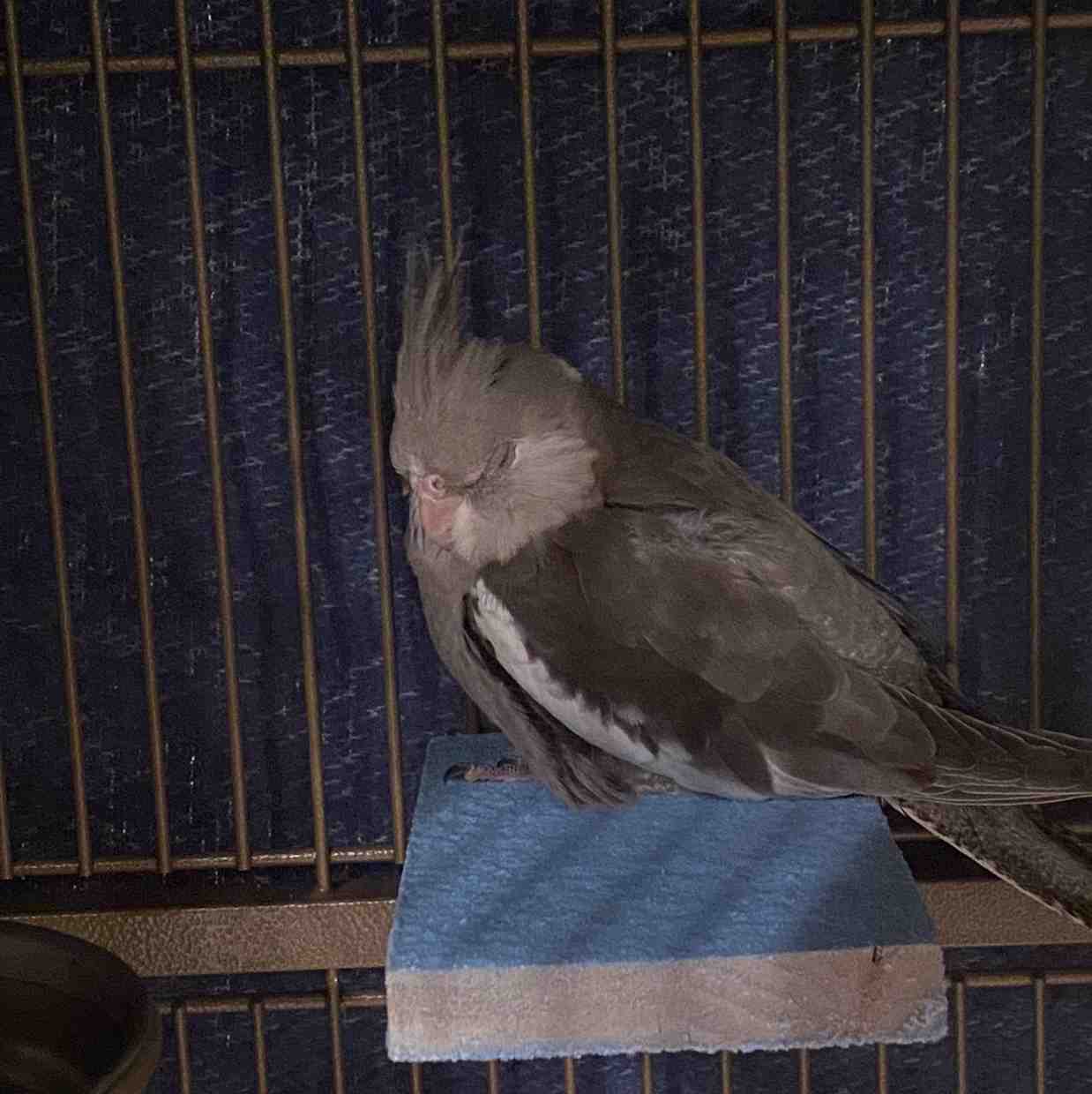 Guys say hi to my new bird