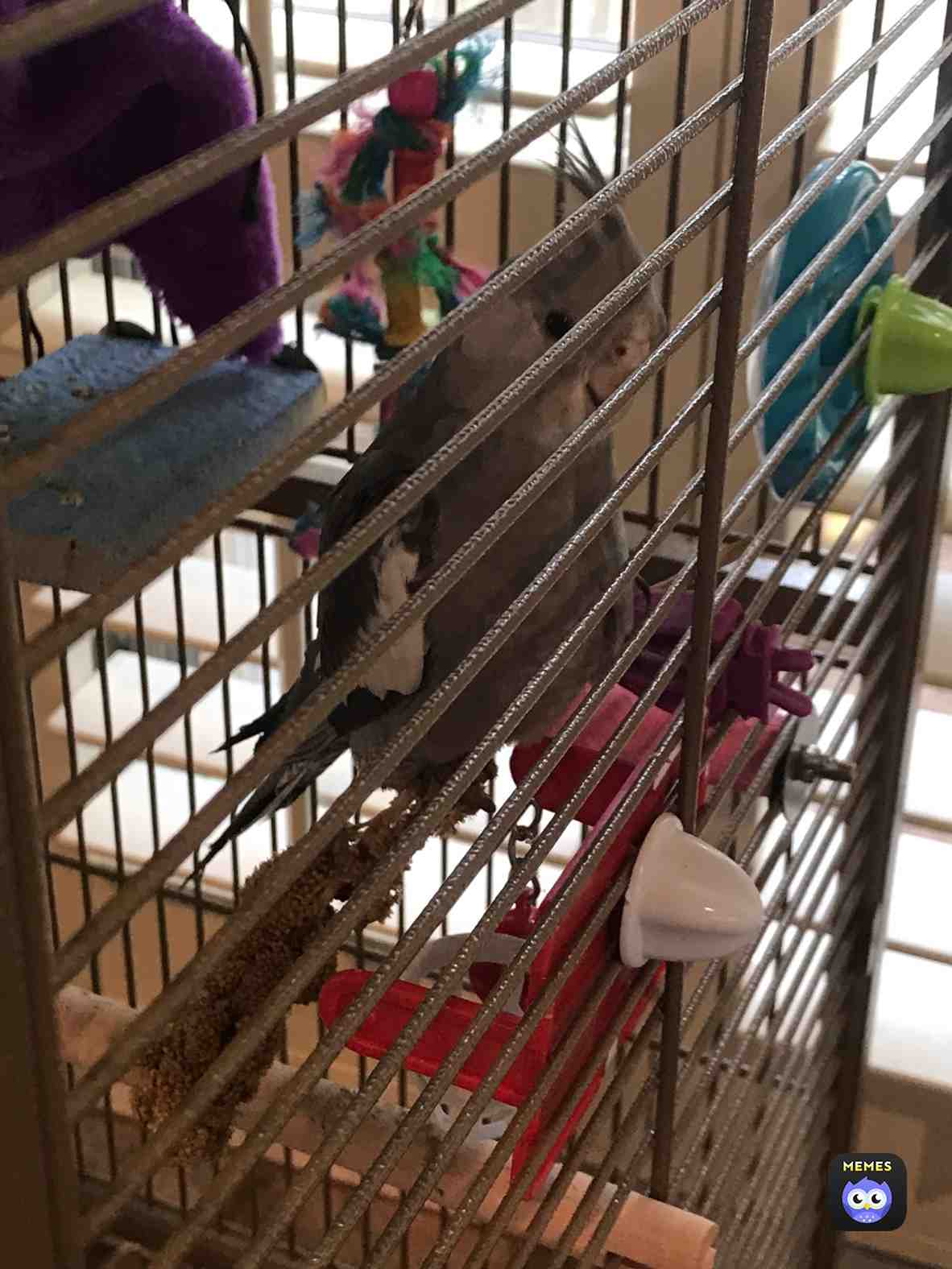 You guys like my bird so here!
