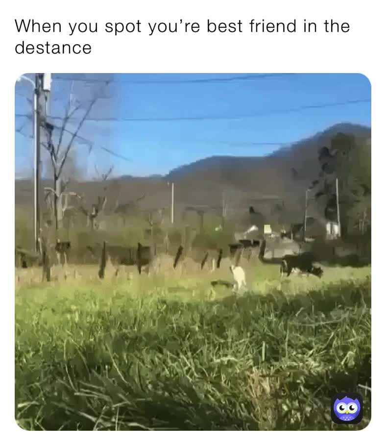 When You Spot You re Best Friend In The Destance Whitty Ballistic 