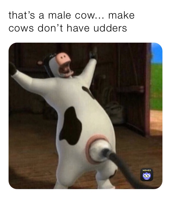 that’s a male cow... make cows don’t have udders