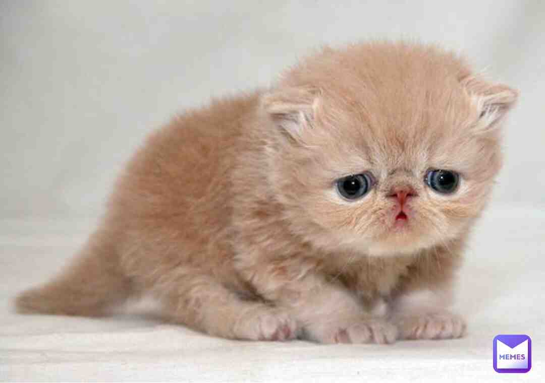 The Beaver-Cat #sadkitten