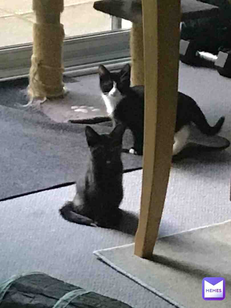 Why is this legit kinda creepy? #cats