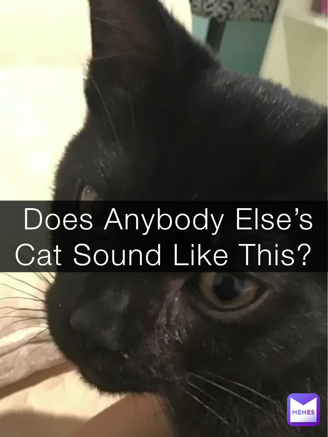 (Original Video)  Why Does He Sound Like A Bird?? #funny #cats
