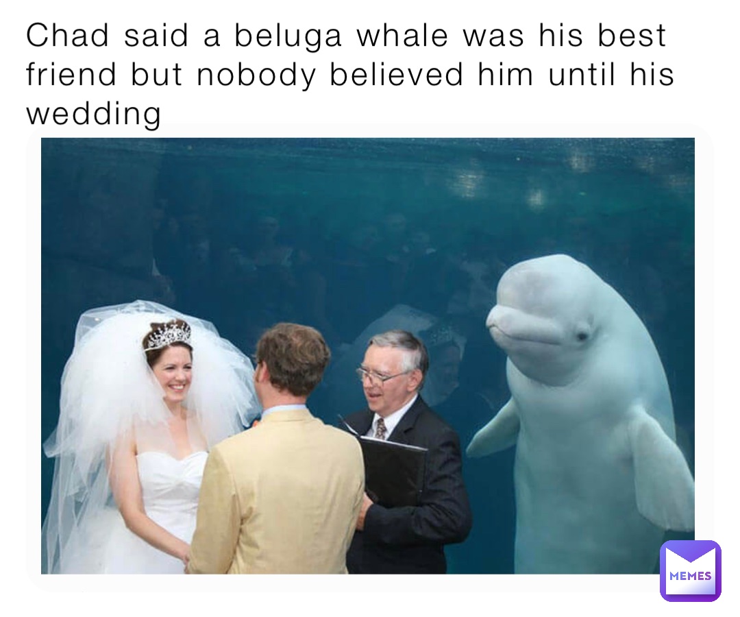 Beluga Memes