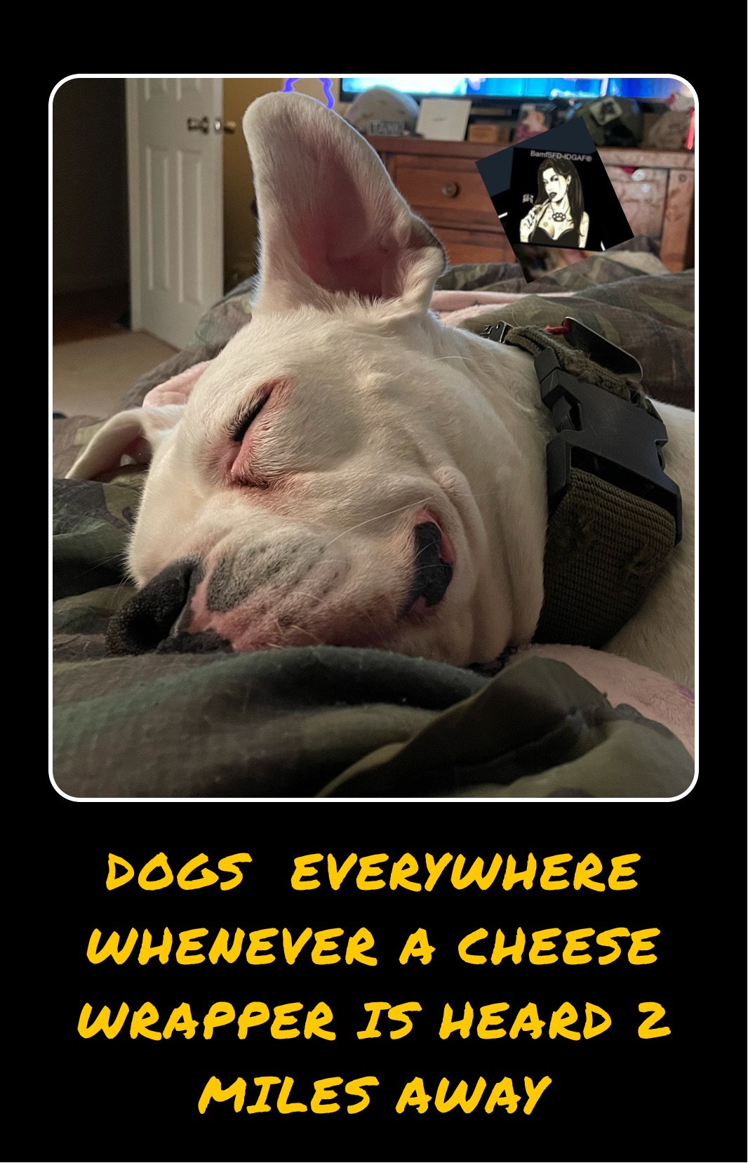 DOGS  EVERYWHERE WHENEVER A CHEESE WRAPPER IS HEARD 2 MILES AWAY