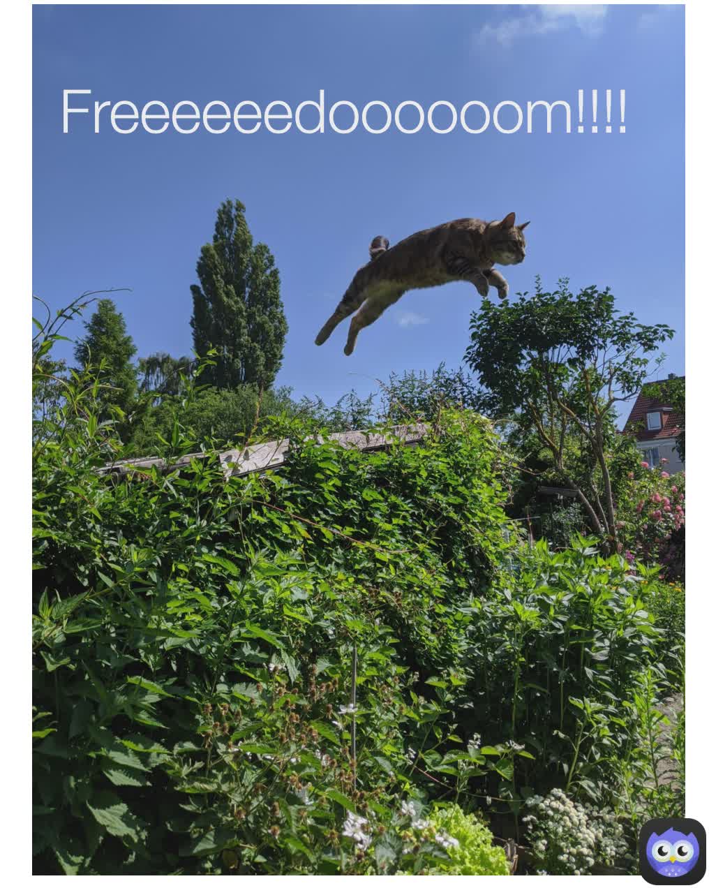 Freeeeeedoooooom!!!!