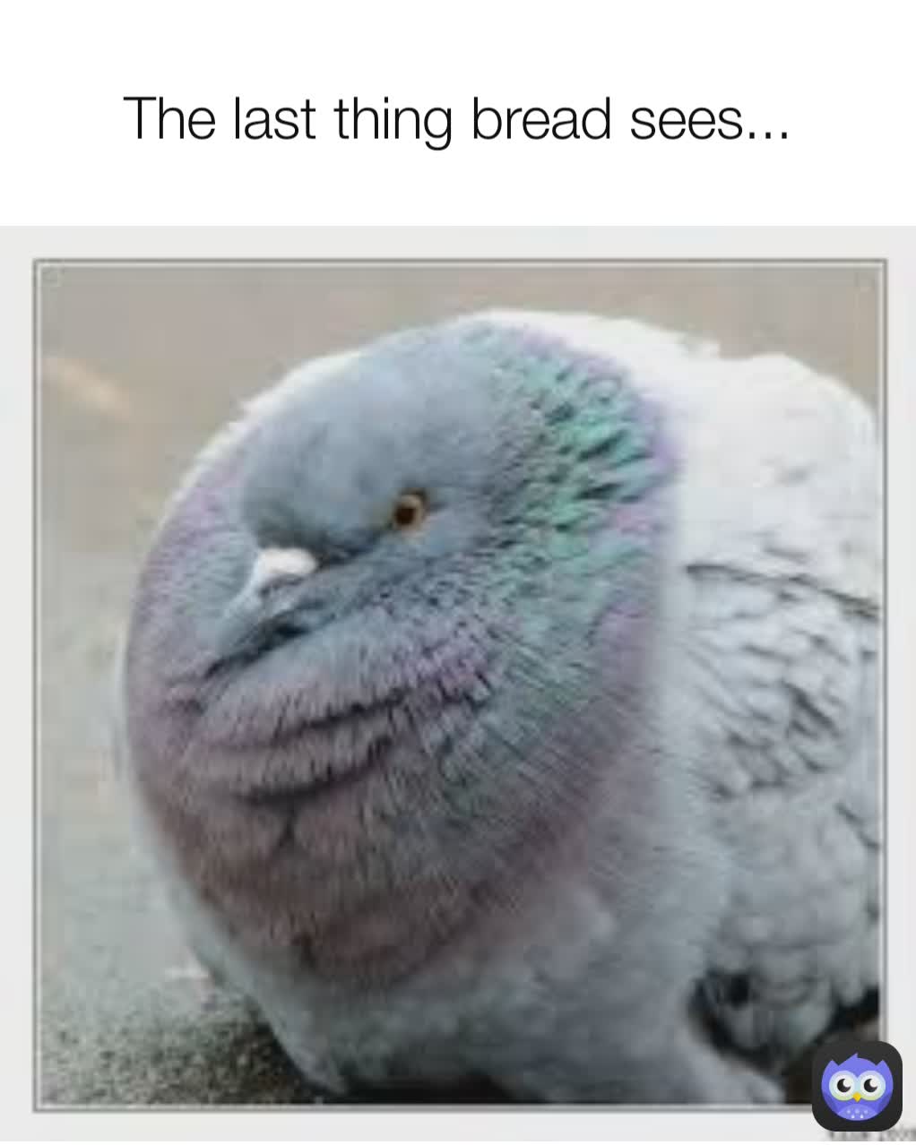 The last thing bread sees...