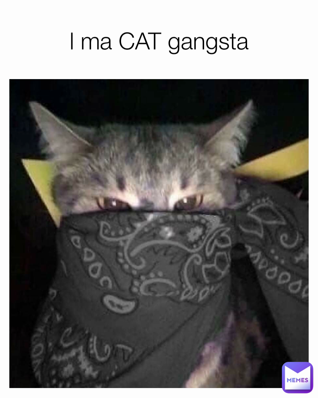 gangsta cat meme