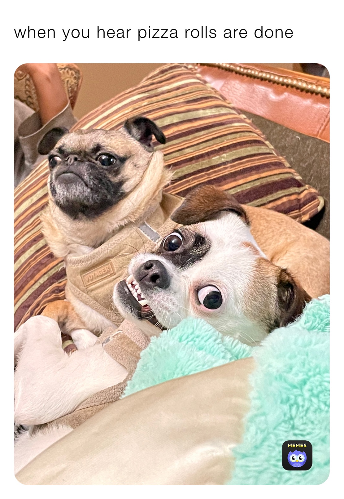 when you hear pizza rolls are done