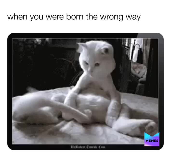 Meme preview