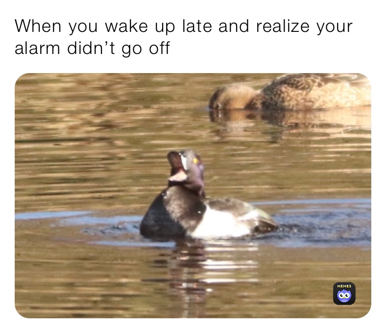 Meme by DaniLantinga