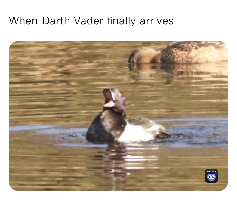 Meme by DaniLantinga