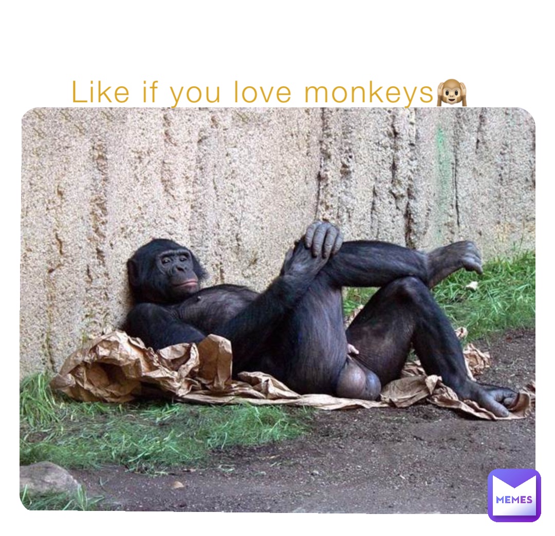 Like if you love monkeys🙉