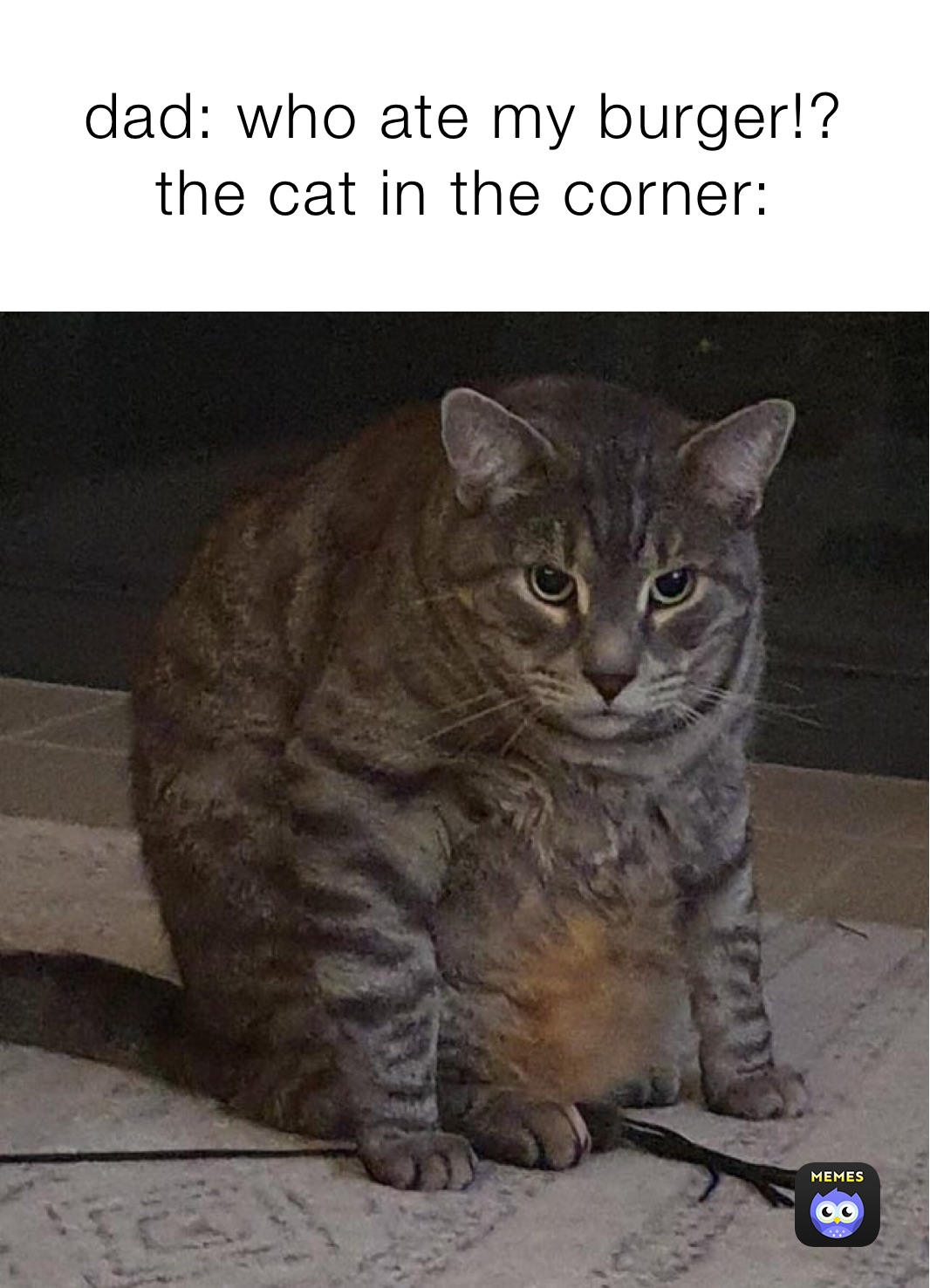 dad who ate my burger!? the cat in the corner Chickennuggetboi45