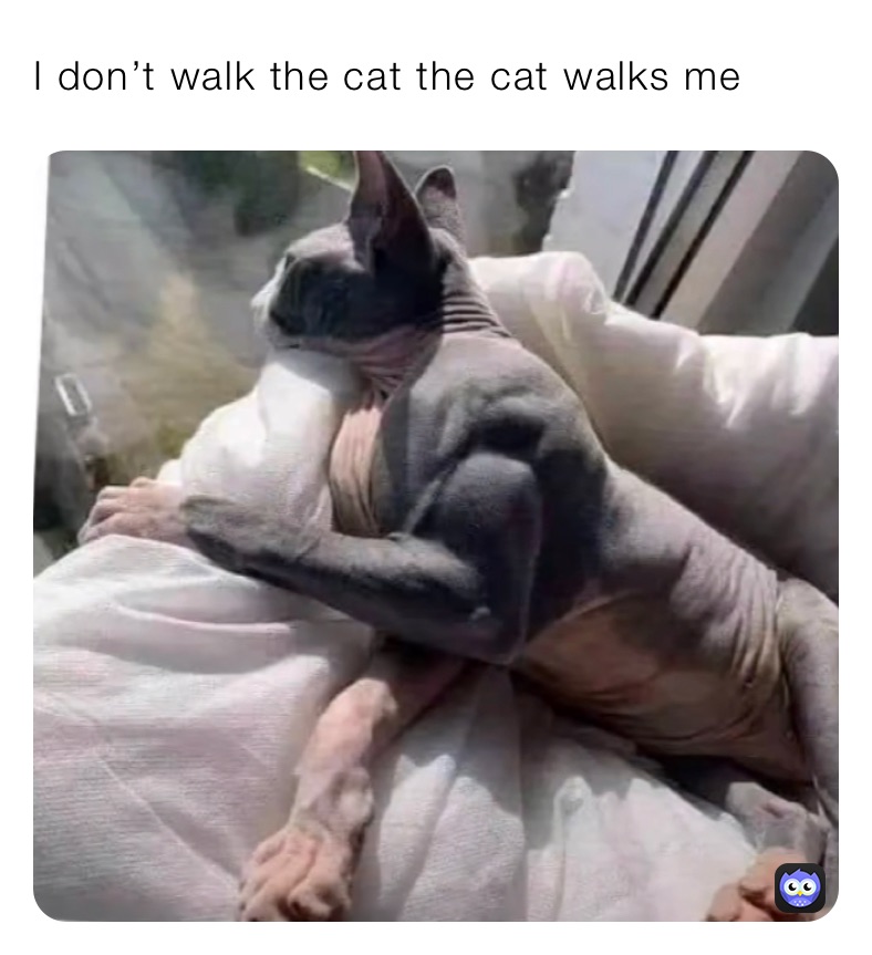 I don’t walk the cat the cat walks me