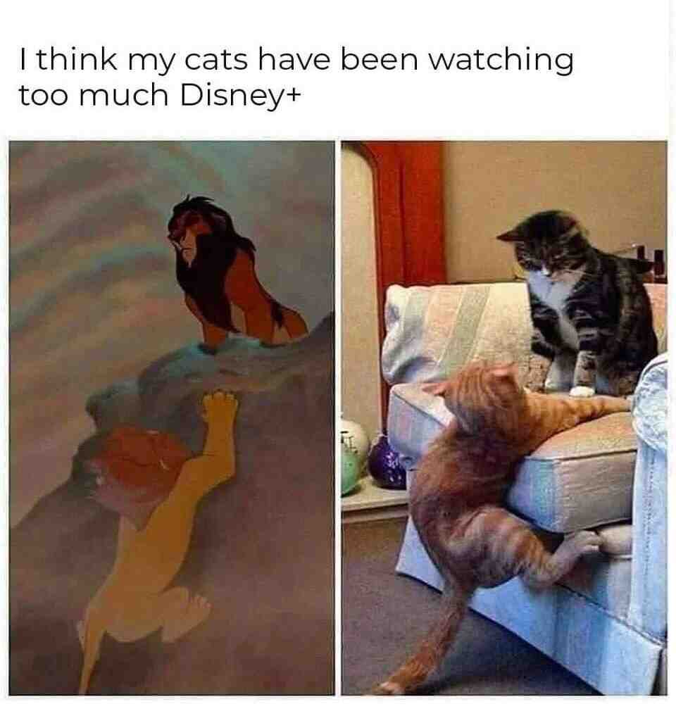 Cats