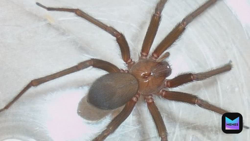 Meme by monzonalicia52