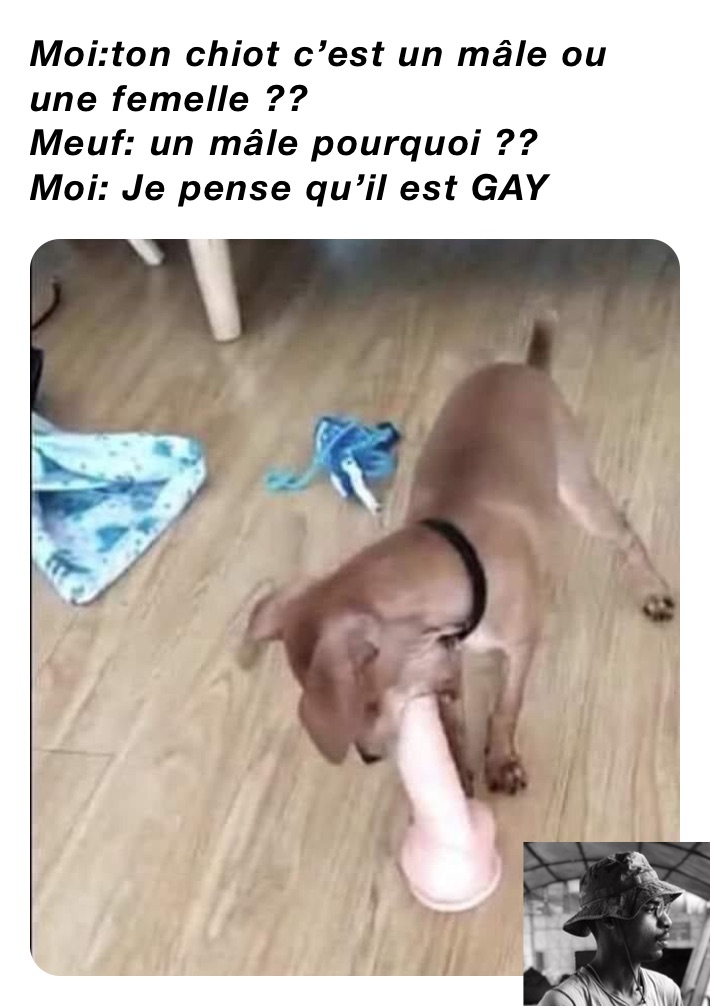 Moi:ton chiot c’est un mâle ou une femelle ??
Meuf: un mâle pourquoi ??
Moi: Je pense qu’il est GAY 