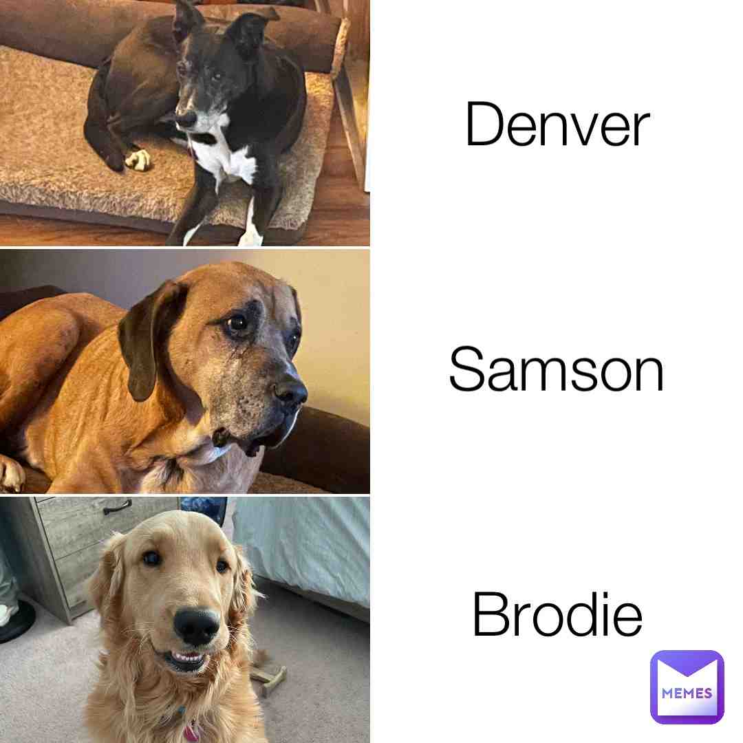 Doggos reveal (idea from person tagged)