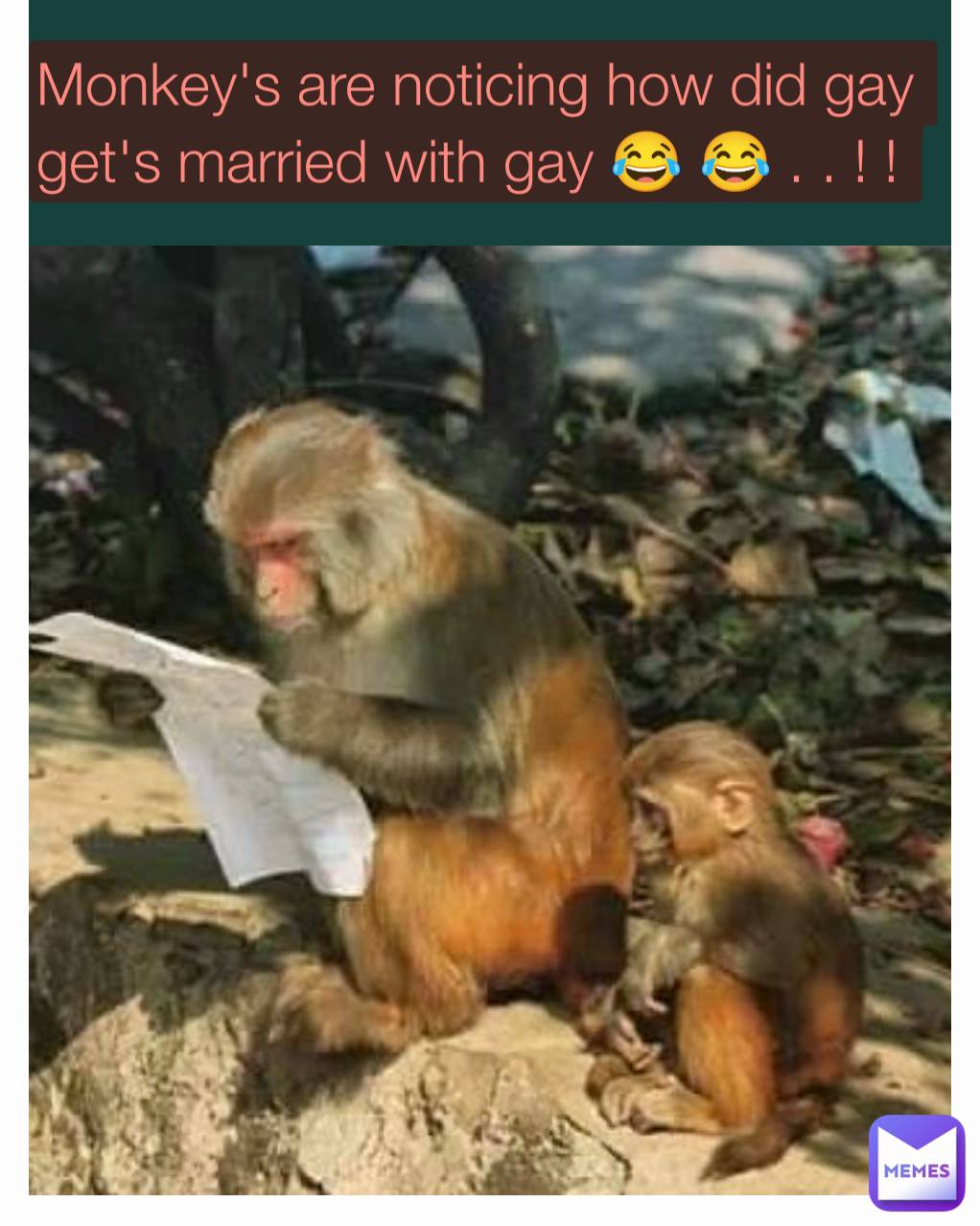 Monkey's are noticing how did gay get's married with gay 😂 😂 . . ! ! 