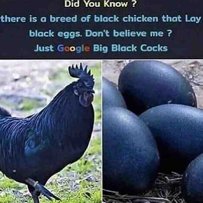 Meme shared by @samthecapybara