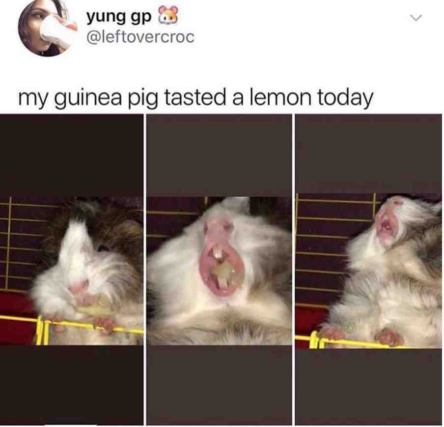 Meme shared by @samthecapybara
