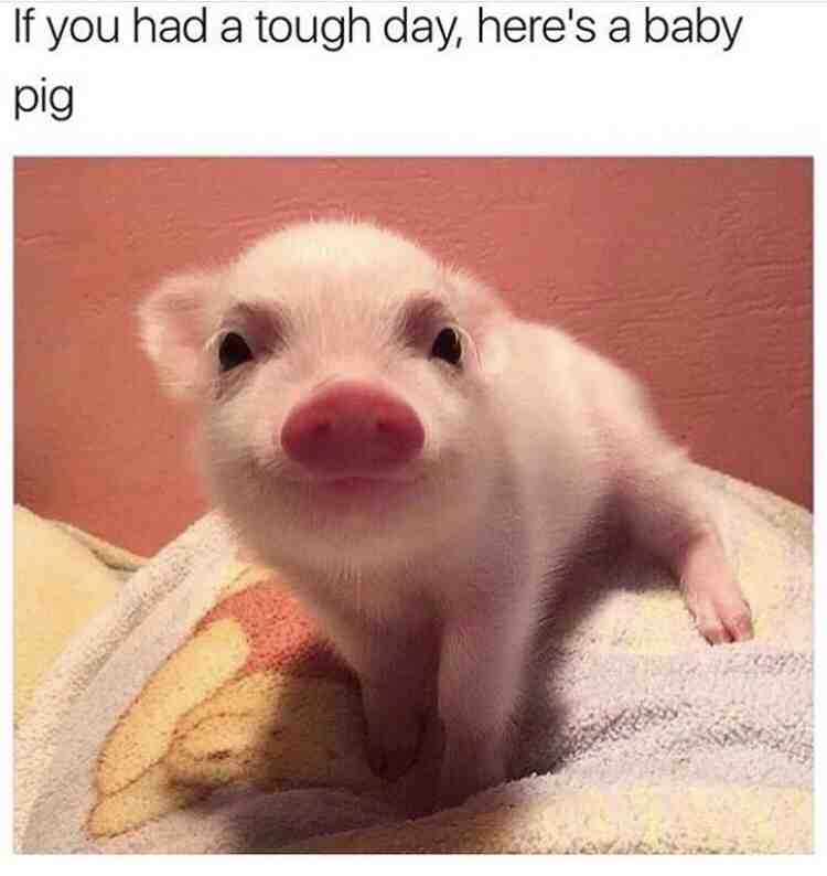 Meme shared by @samthecapybara