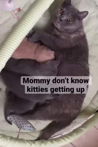 Meme shared by @samthecapybara