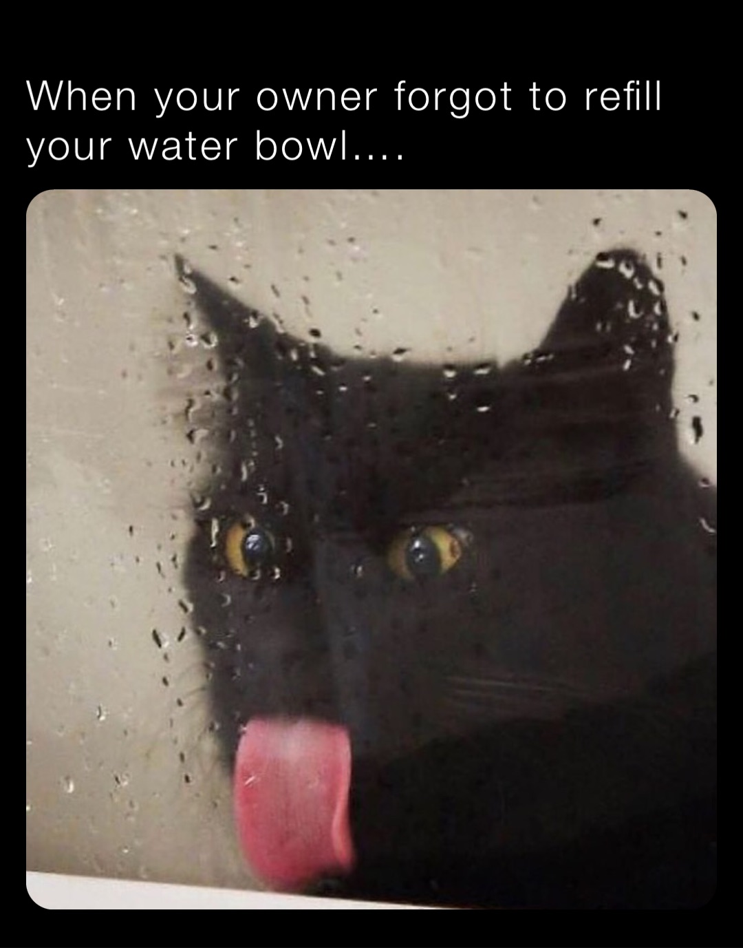When your owner forgot to refill your water bowl….
