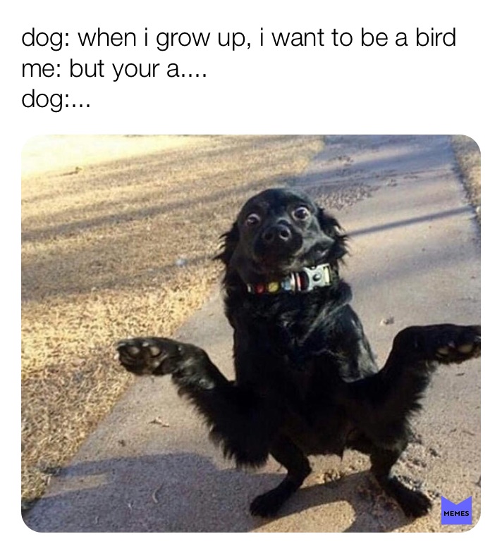 Meme by koko_the_cat