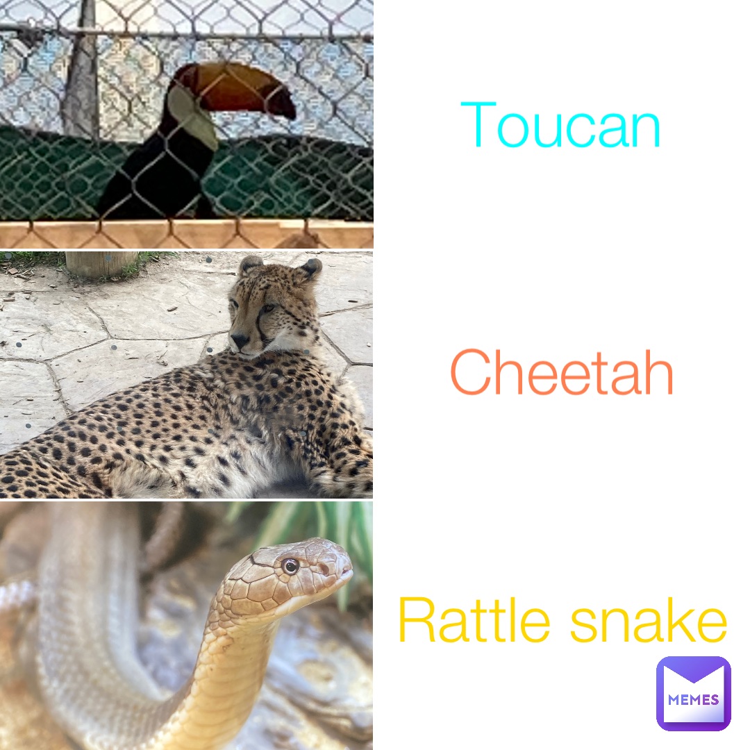 Toucan Cheetah Rattle snake