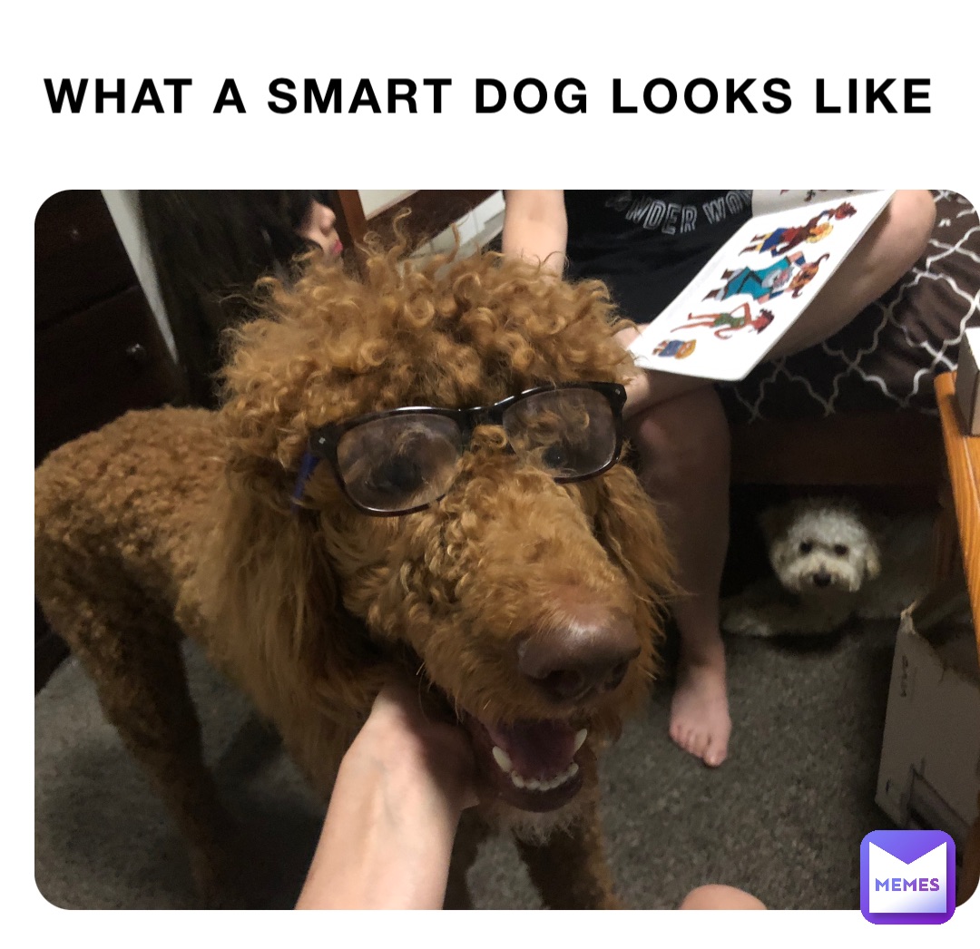 What a smart dog looks like