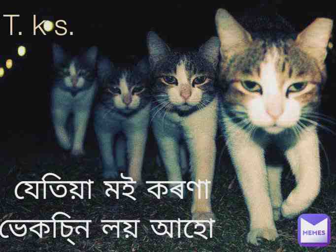 Meme shared by @tikusarsnia