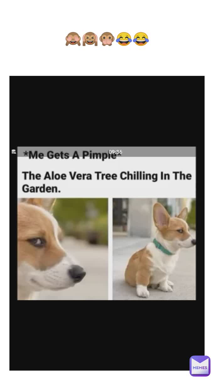 🙈🙉🙊😂😂