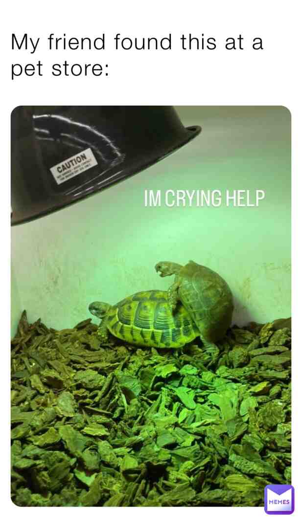 🌚  #matingseason  #tortoisesax