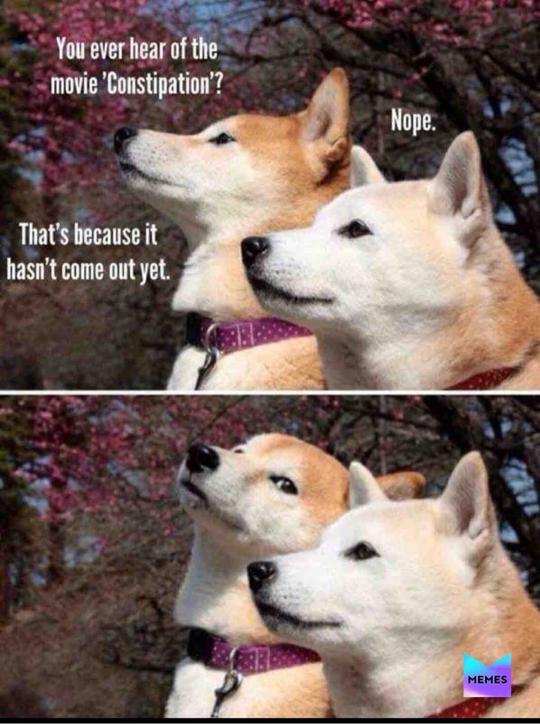 Meme shared by @mememeupscotty