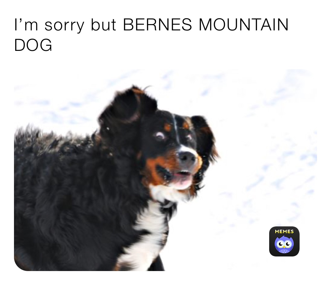 I’m sorry but BERNES MOUNTAIN DOG 